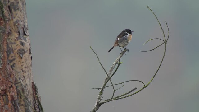 stonechat singing on a branch