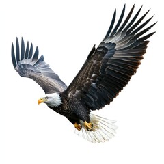 Obraz premium Bald eagle in flight against white background (2)