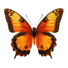 Fototapeta premium Orange and black butterfly, wings spread (5)