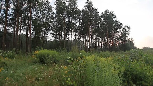 sounds of nature in a summer forest in the evening trees and grass