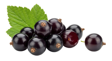Isolated Group of Black Currants with Leaf