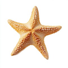 Close-up of a starfish, pale orange, dotted texture, against white background
