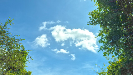 Dense Shrubland and Trees Under a Clear Blue Sky