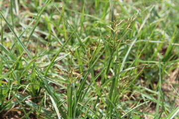 Cyperus rotundus, Purple Nutsedge, Nut Grass or the Java grass