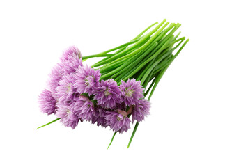 Fototapeta premium Fresh chive blossoms bunch isolated black background, Isolated On Transparent Background