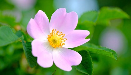 Obraz premium Delicate pink rose flower closeup