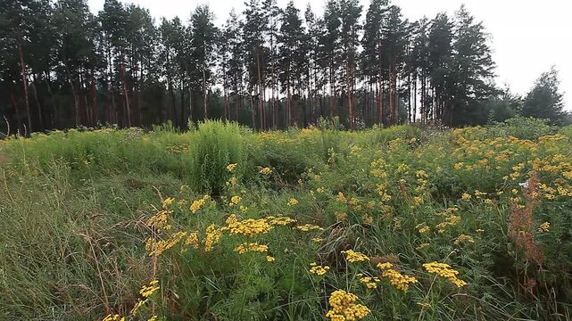 sounds of nature in a summer forest in the evening trees and grass