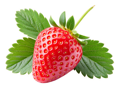 Fraise Unique avec Feuilles Vertes et Tige, Vue en Angle, isol&eacute; sur fond transparent png