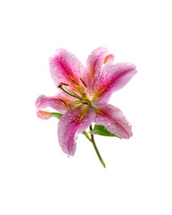 Naklejka premium A single pink tiger lily flower adorned with fresh water droplets