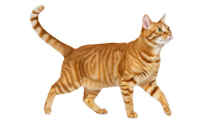 Isolated Ginger Cat Walking