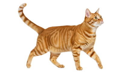 Isolated Ginger Cat Walking