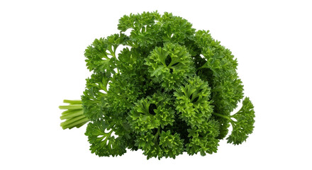 Obraz premium Isolated Fresh Parsley Bunch