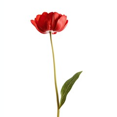Obraz premium Single vibrant red tulip on a long stem against white background
