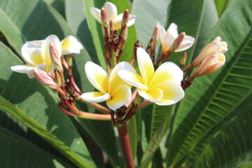 Obraz premium Frangipani or the Plumeria flowers 