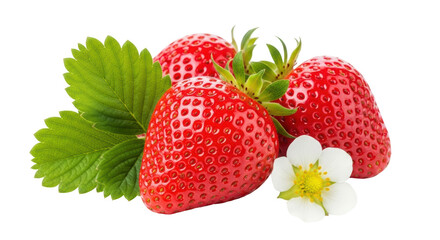 Isolated Strawberries and Blossom
