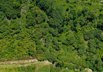 Green forest reserved and protected 