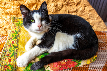 Black and white cat with green eyes lying down relaxing.