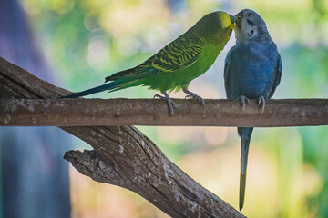 “Two Budgerigars Kissing, Cute Parakeets Showing Affection, Colorful Pet Birds Close-Up”