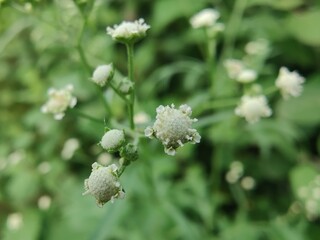 Santa Maria feverfew, whitetop weed or the Parthenium hysterophorus