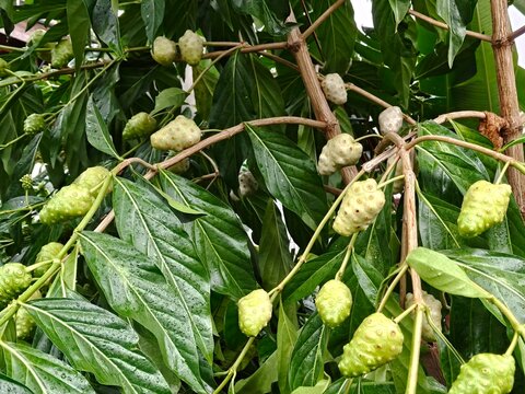 Lush green foliage of a tropical noni tree laden with ripening fruits, showcasing nature's bounty and the source of a renowned wellness ingredient.
