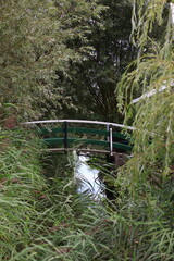bridge in the forest