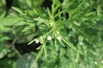Santa Maria feverfew, whitetop weed or the Parthenium hysterophorus