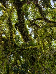 Lush Rainforest Canopy Moss, Vines, and Ferns in a Tropical Forest