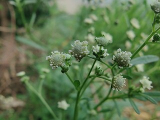 Fototapeta premium Santa Maria feverfew, whitetop weed or the Parthenium hysterophorus