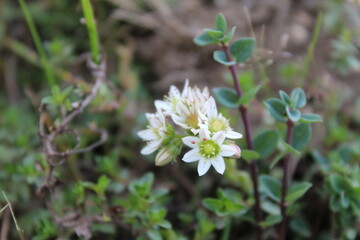 Micranthes tolmiei, Saxifraga tolmiei or Tolmie's saxifrage