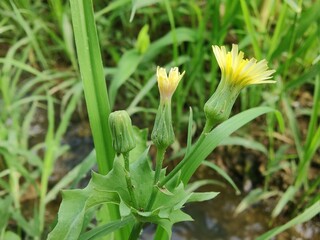 sow thistle or the Sonchus oleraceus