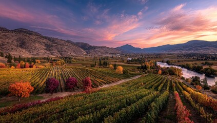 Autumn vineyard landscape at sunset