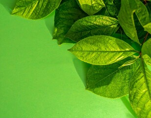 A fresh green leaf background with natural lighting. Perfect for organic product designs, wellness, environmental campaigns, and eco-friendly branding.