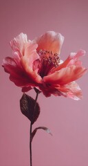 Soft pink flower, studio shot