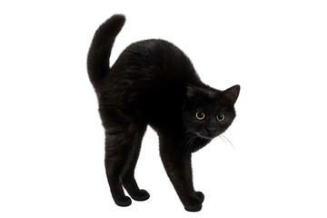 Black Cat Arching Back Hissing, Isolated on Transparent Background PNG (Halloween, Superstition, Feline, Pet, Spooky)

