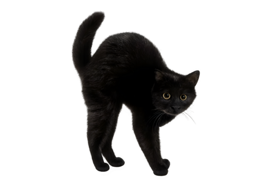 Black Cat Arching Back Hissing, Isolated on Transparent Background PNG (Halloween, Superstition, Feline, Pet, Spooky)

