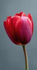 Close-up of a vibrant red tulip against a muted gray backdrop.  The flower's petals display a gradient of deep red and magenta, showcasing a soft,