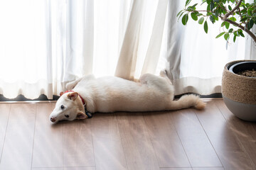 見つめる白い犬