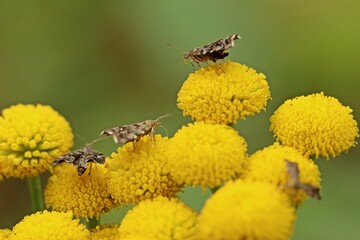 Brennnessel-Spreizfl&uuml;gelfalter (Anthophila fabriciana) auf Rainfarn (Tanacetum vulgare)