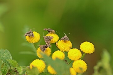 Brennnessel-Spreizfl&uuml;gelfalter (Anthophila fabriciana) auf Rainfarn (Tanacetum vulgare)