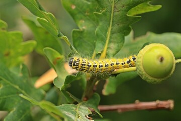 Raupe des Mondvogels (Phalera bucephala) an Stieleiche (Quercus robur)