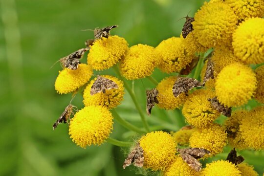 Brennnessel-Spreizfl&uuml;gelfalter (Anthophila fabriciana) auf Rainfarn (Tanacetum vulgare)