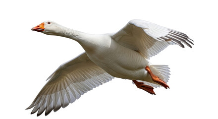 Isolated White Goose Flying