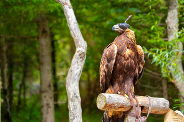 Close-up of a golden eagle wearing a cap covering its eyes. An eagle sits on a perch against a backdrop of green mountains. A bird of prey hunts for its prey. Falconry. National tradition of Asia.