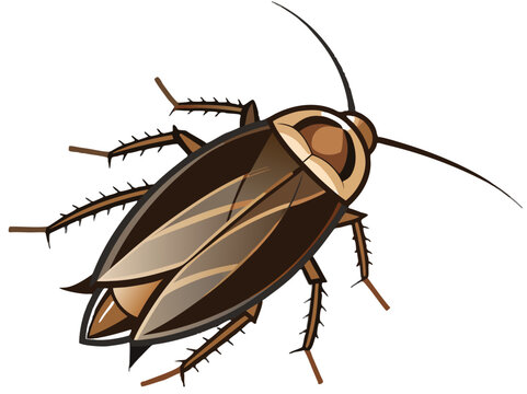 brown cockroach insect isolated on white clip art preview