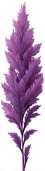 Obraz premium Purple, feathery plant stem with detailed leaves