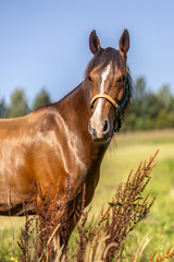 Berber Arabian horse standing in summer meadow with blue sky