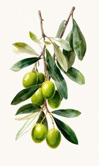 Obraz premium Close-up of olive branch with fruit and leaves