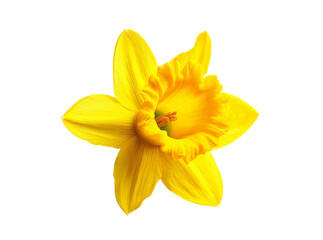 Fototapeta premium Single yellow daffodil flower isolated on black background, Isolated On Transparent Background