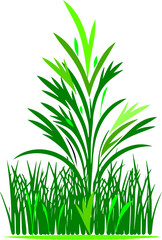 Fototapeta premium vector, Green grass plant with tall blades in bright shades of green 