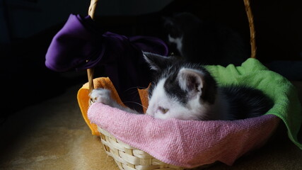 beautiful tricolor fold cat lies on the sofa. cat eyes. pretty cat. beautiful elegant cat. Kitten,...
